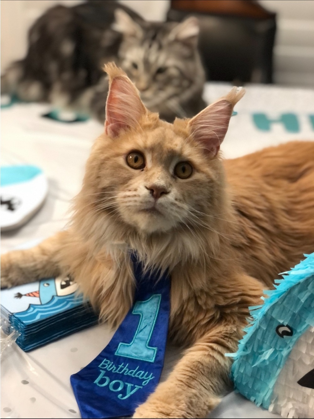 🐾 Welcome to MokenMy! 🐾 - Picture 5 of 5